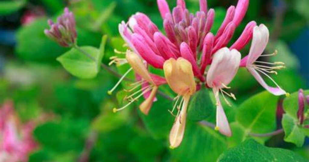 Australian Honeysuckle