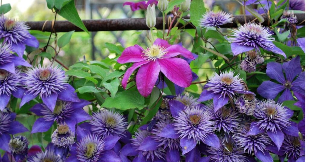 Blue Clematis flowers that represent loyalty