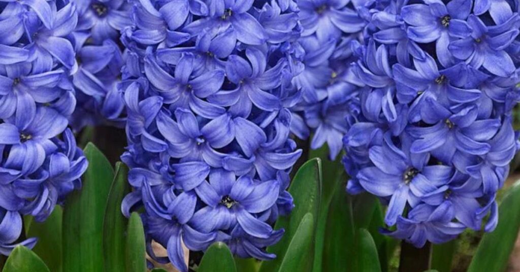 Blue Hyacinths flowers that represent loyalty