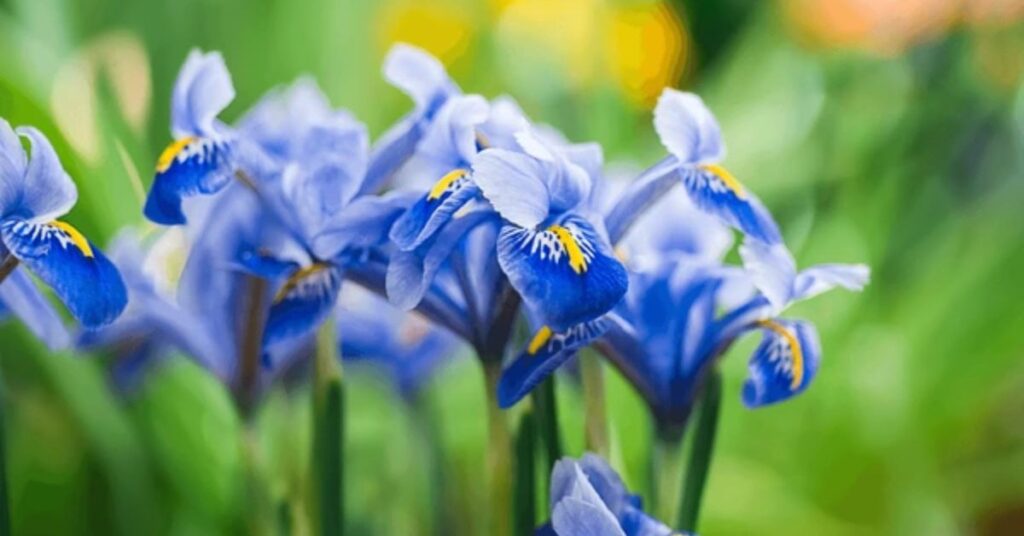 Blue Iris flowers that represent loyalty