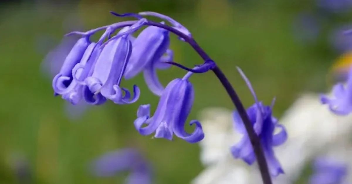 Bluebell Flower of Hope
