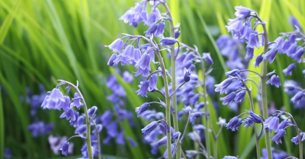 Bluebells flowers that represent loyalty