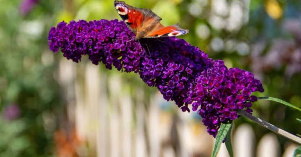Butterfly Bush