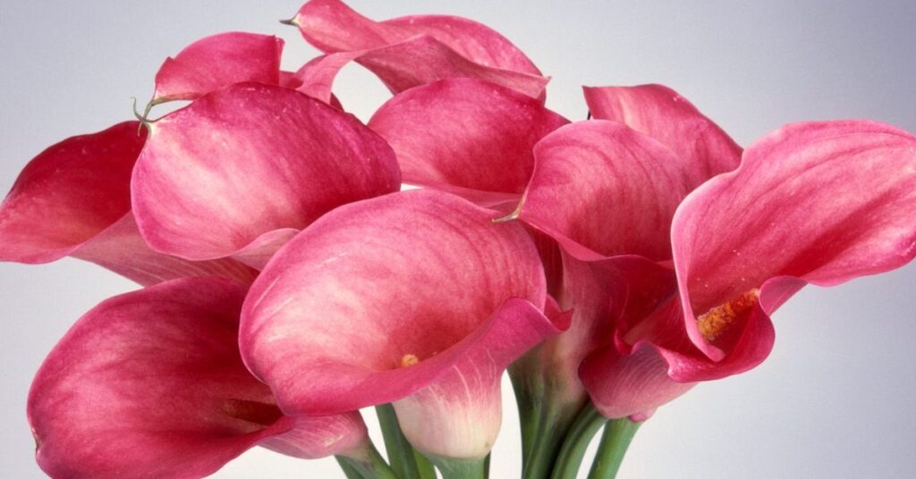 Calla Lily