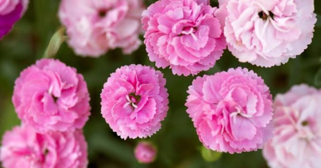 Carnations