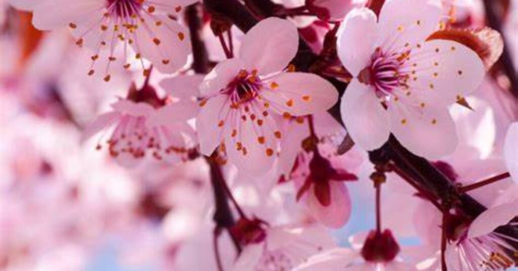 Cherry Blosooms