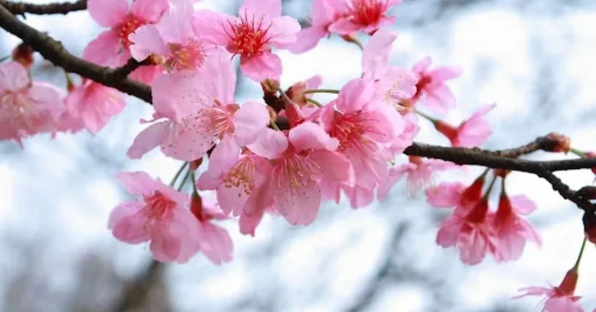 Cherry Blossoms Flower of hope