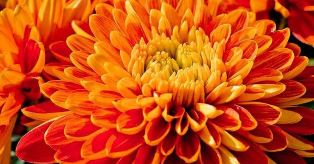 Chrysanthemum