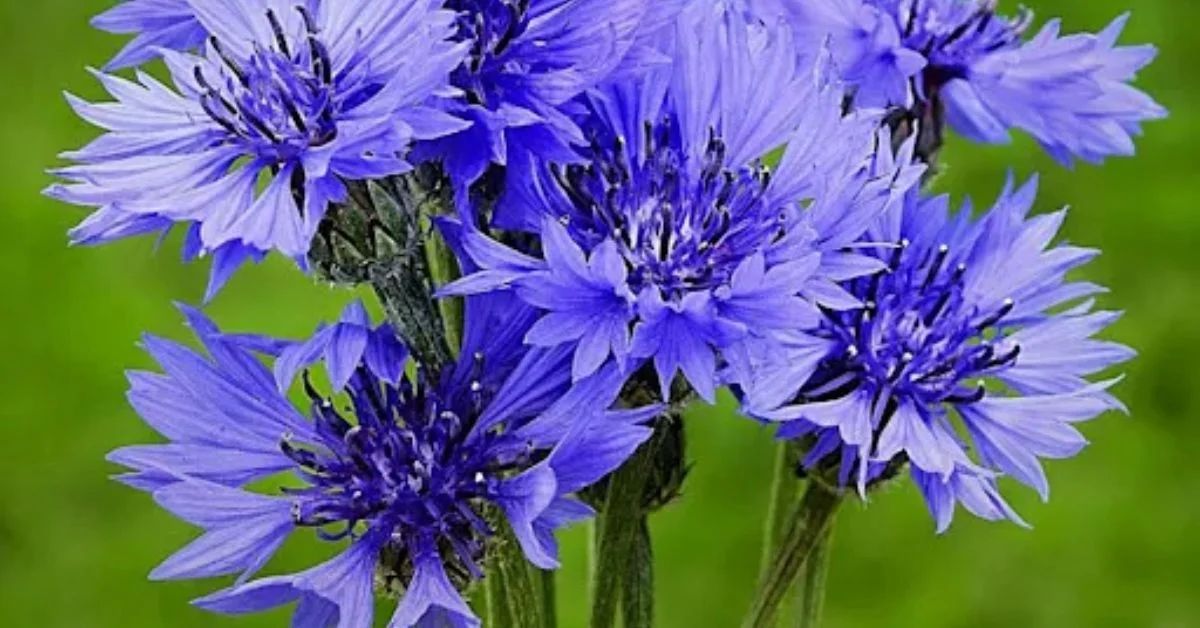 Cornflower Flower of Hope