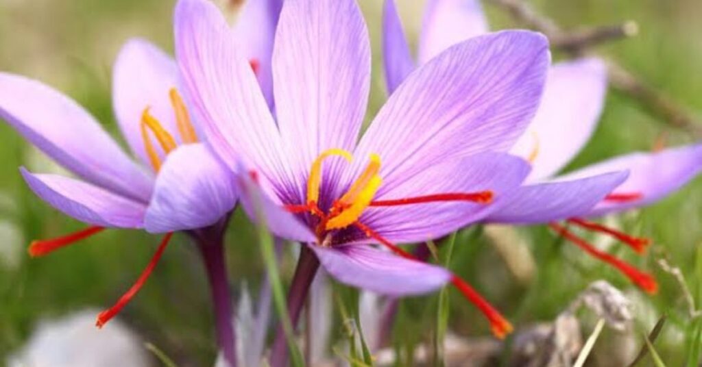 Crocuis