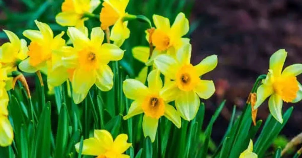 Daffodil Flower of Hope