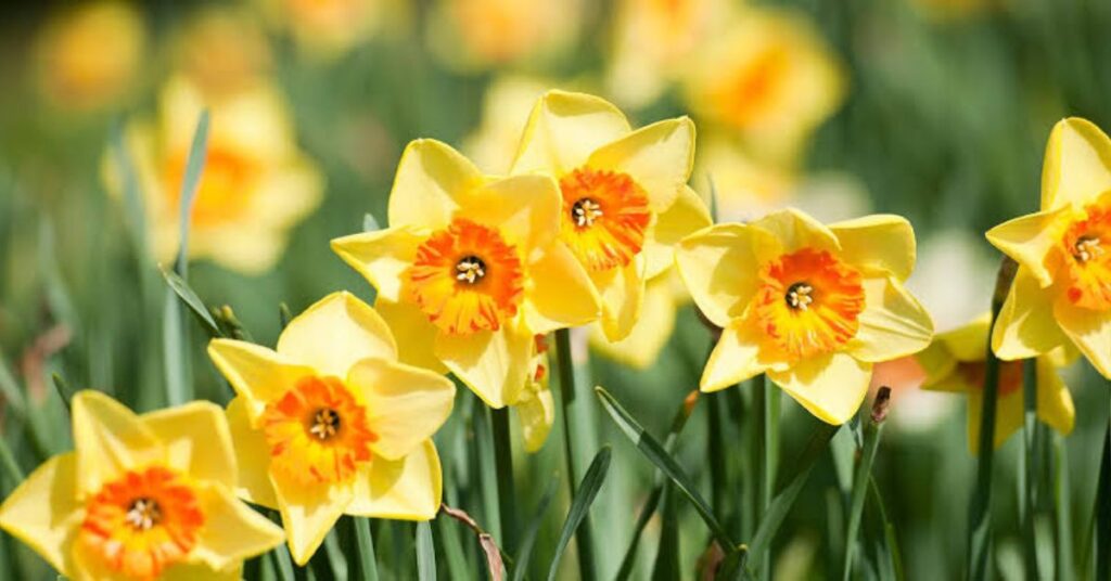 Daffodil