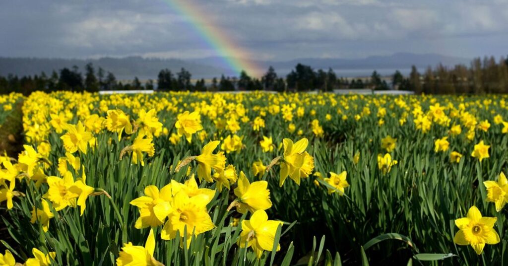 Daffodils