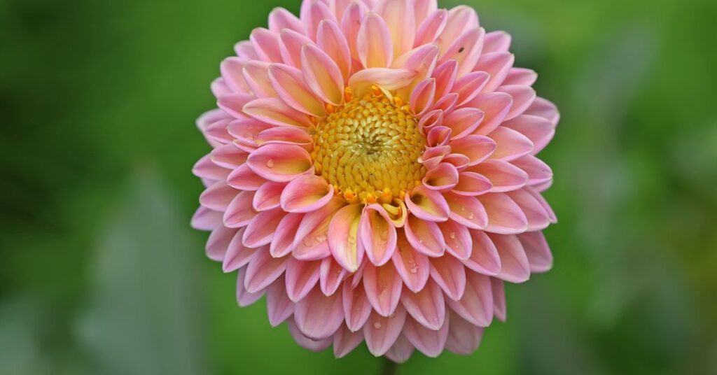 Dahlia