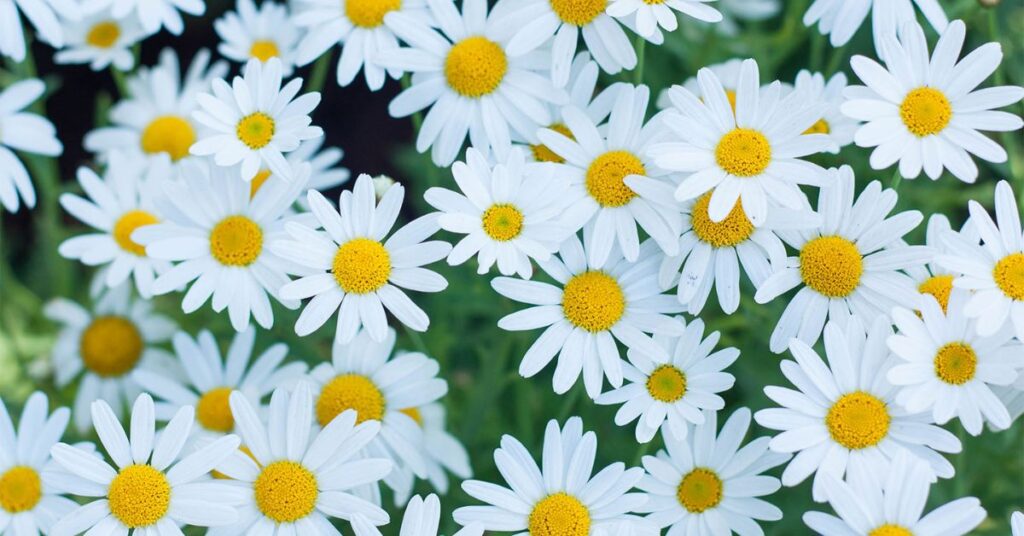 Daisies flowers that represent loyalty