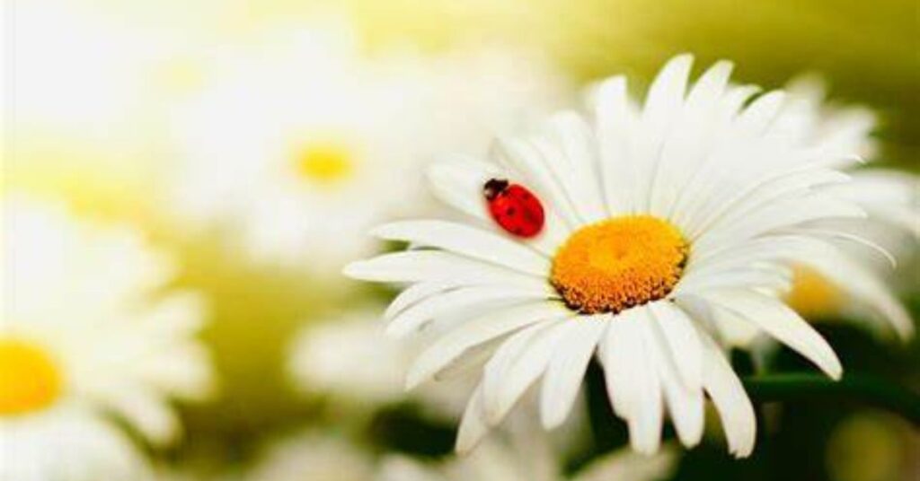 Daisy