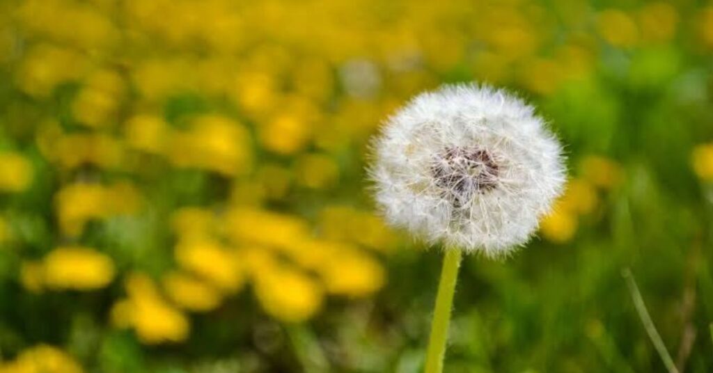 Dandelion