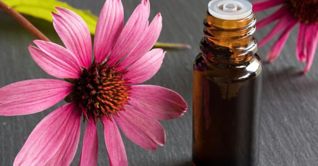 Echinacea