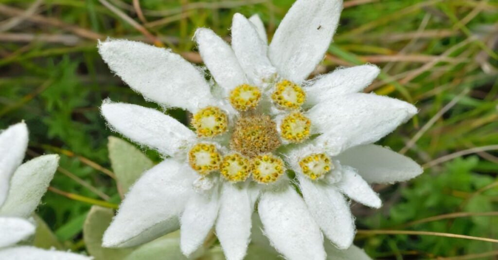 Edelweiss