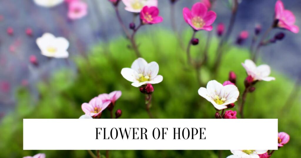 Flower Of Hope: Symbolizing Resilience and Optimism Flower of hope