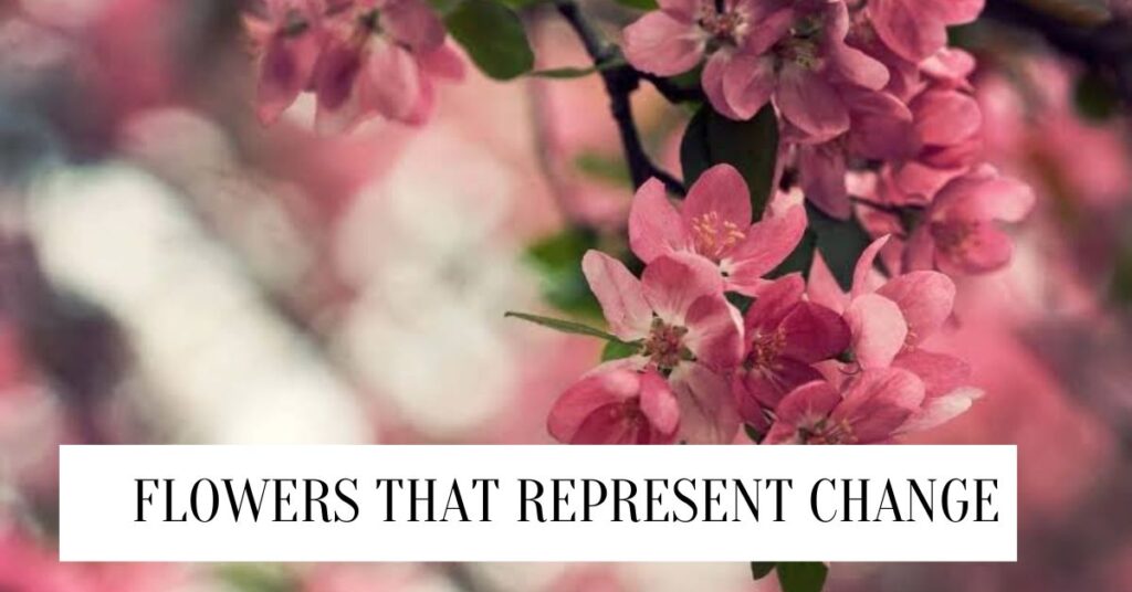 10 Amazing Flowers That Represent Change Flowers That Represent Change