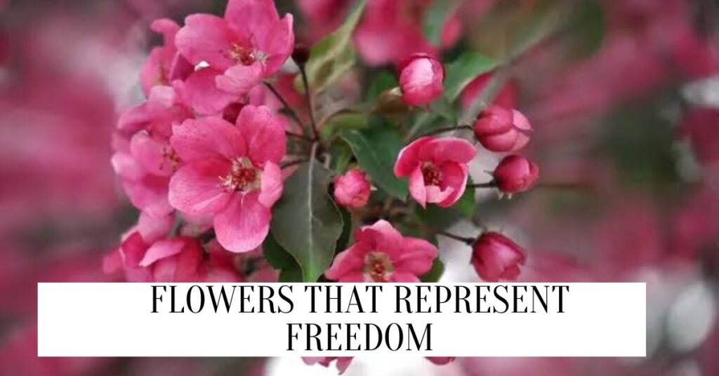 Flowers That Represent Freedom (2024) Flowers That Represent Freedom