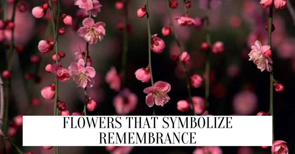 12 Gorgeous Flowers That Symbolize Remembrance (2024) Flowers That Symbolize Remembrance