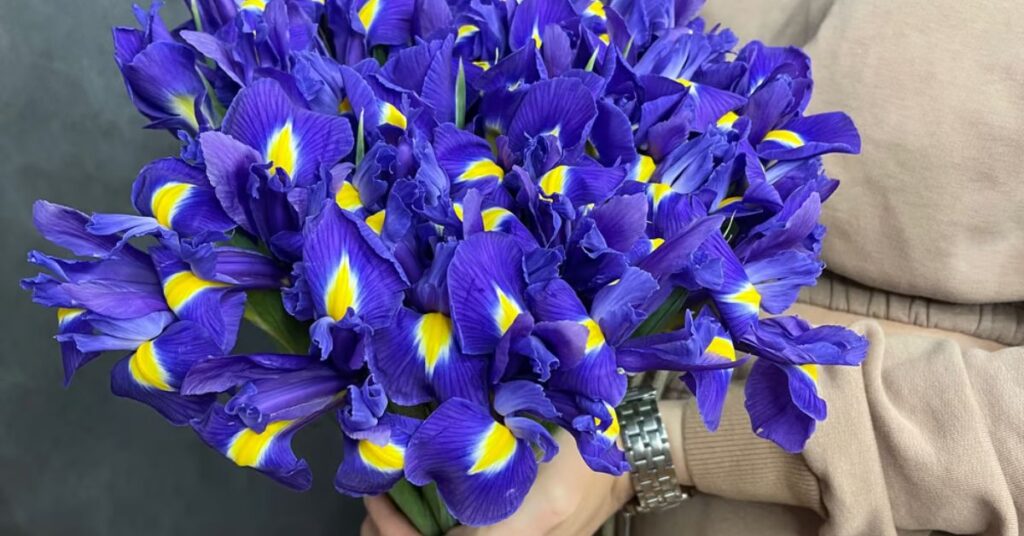 Blue Iris Flowers that mean sadness