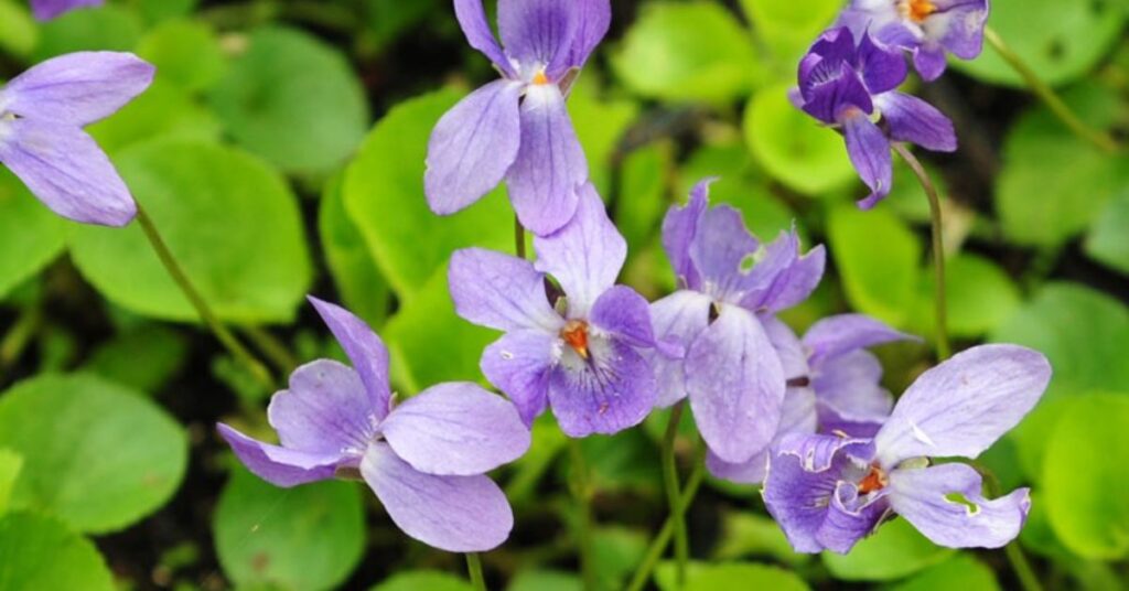 Blue Violets (Viola odorata) Flowers that mean sadness