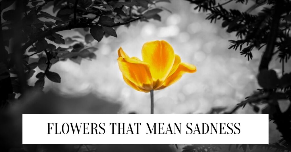 Flowers that mean sadness