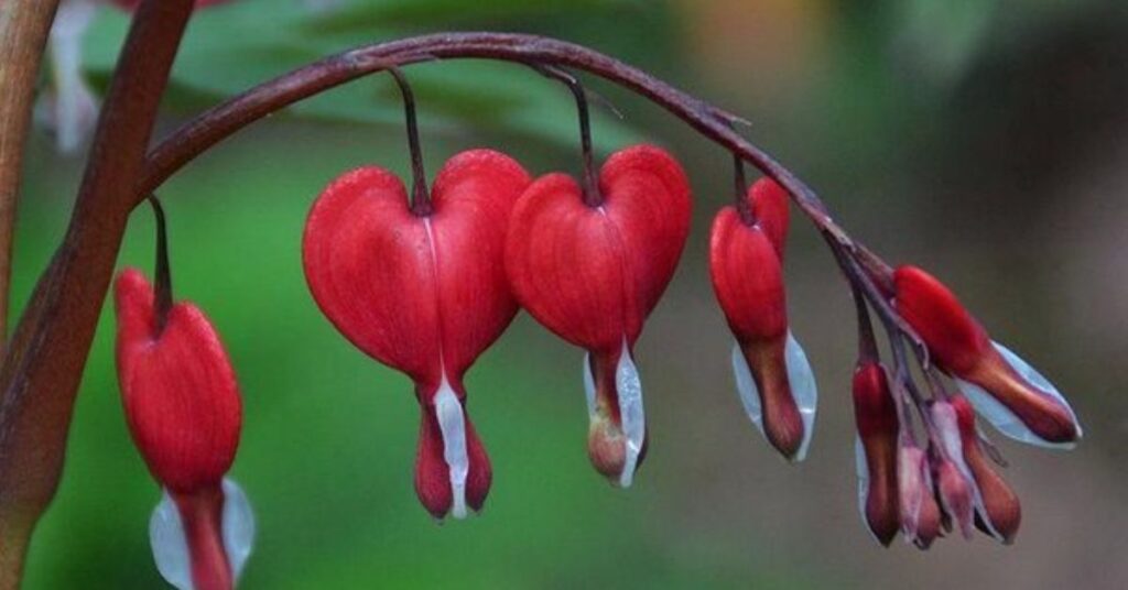 Bleeding Heart (Lamprocapnos Spectabilis) Flowers that mean sadness