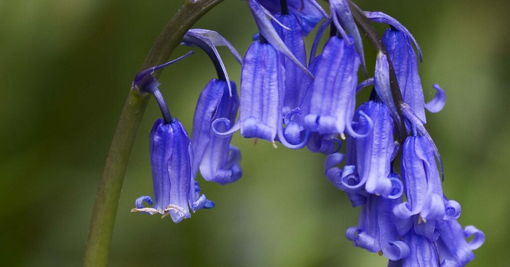 Bluebell (Hyacinthoides non-scripta) Flowers that mean sadness 