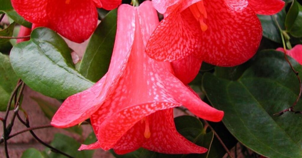 Copihue (Chilean Bellflower) Flowers that mean sadness