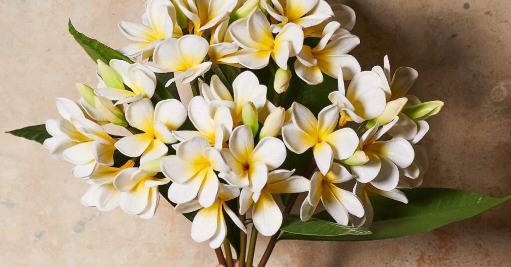 Frangipani Flowers that mean sadness