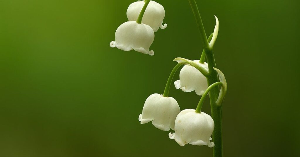 Lily of the Valley (Convallaria majalis) Flowers that mean sadness