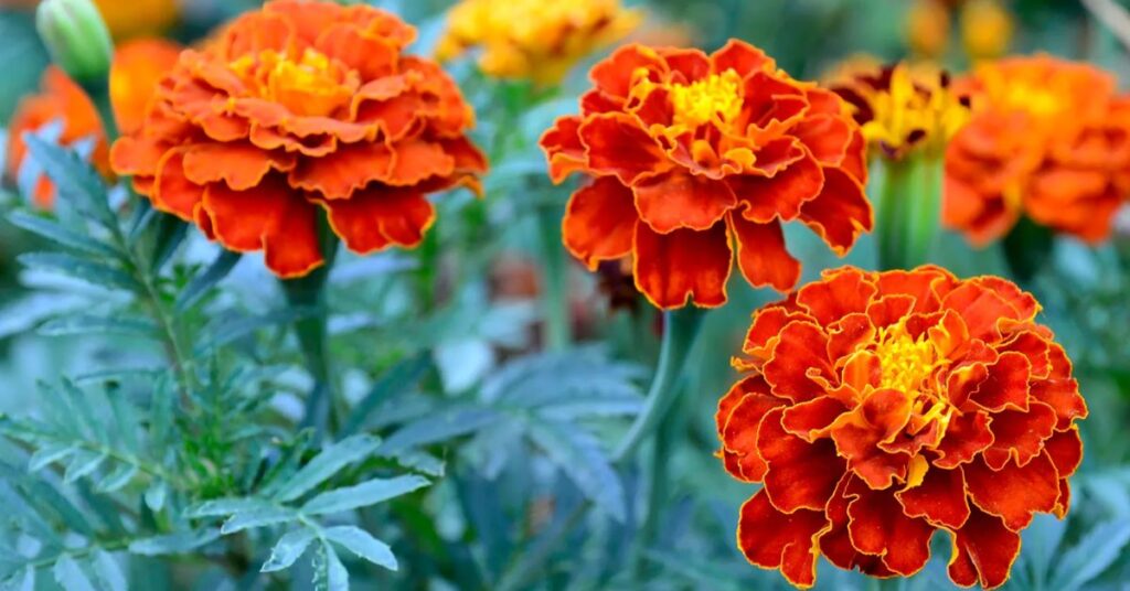 Marigold Flowers that mean sadness 