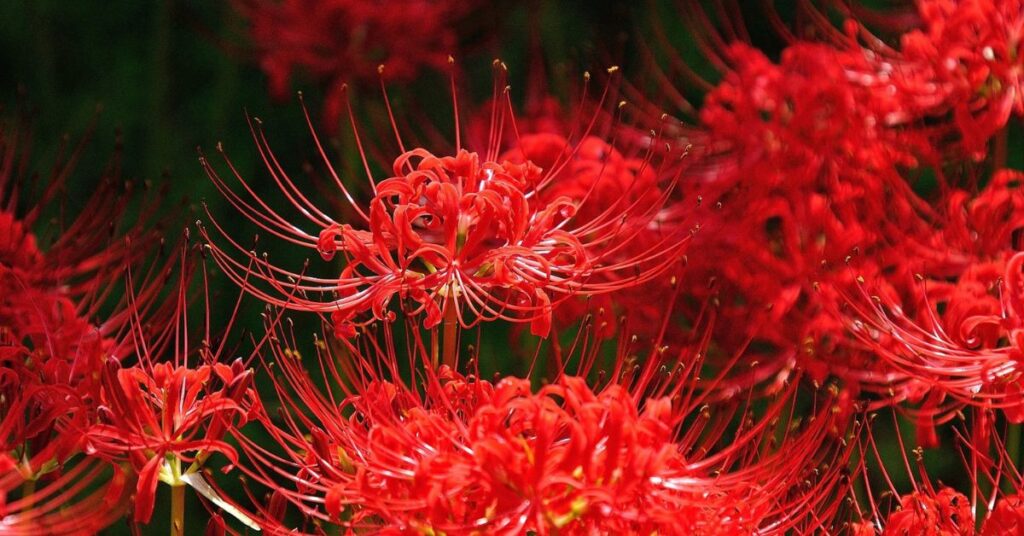 Red Spider Lily Flowers that mean sadness 