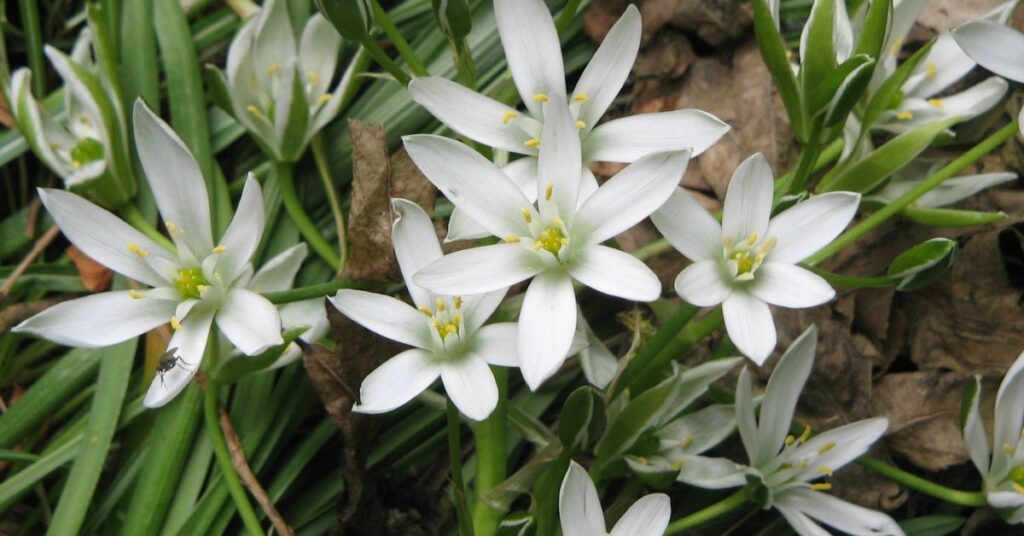 Star of Bethlehem (Ornithogalum umbellatum) Flowers that mean sadness