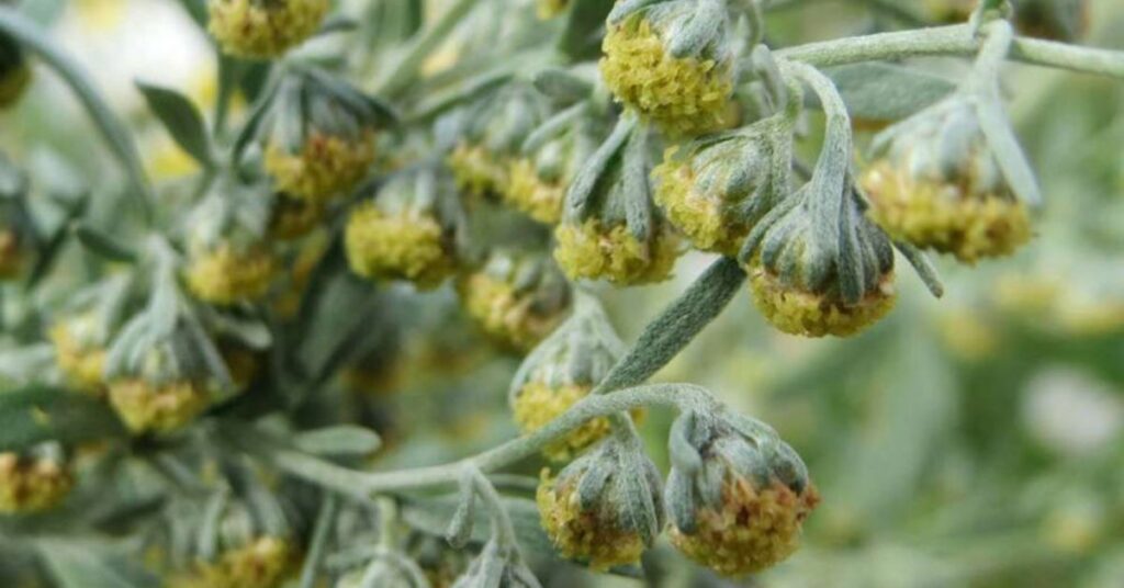 Wormwood (Artemisia absinthium) Flowers that mean sadness