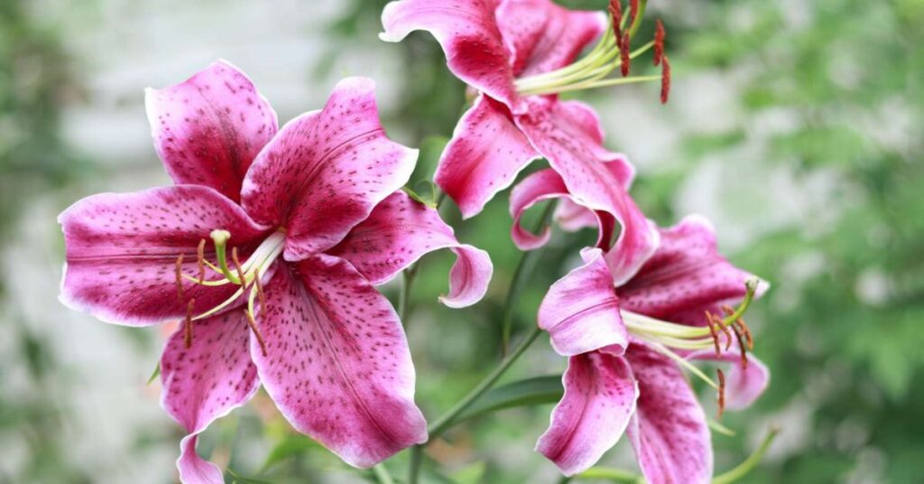Lily Flowers that mean sadness