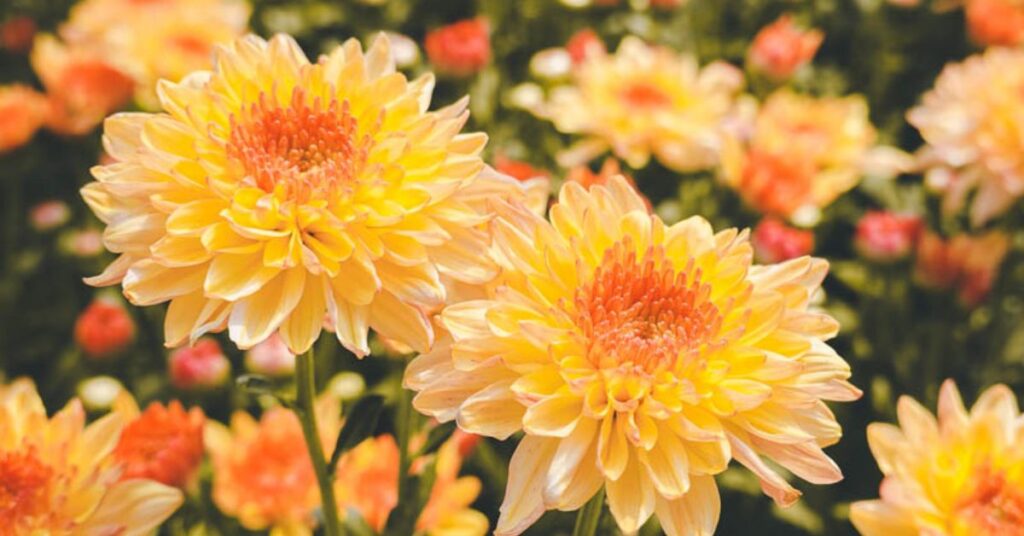 Chrysanthemum Flowers that means sadness