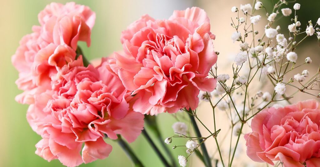 Carnation flowers that mean sadness
