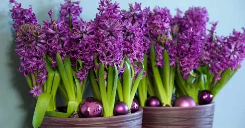 Purple Hyacinth Flowers that mean sadness