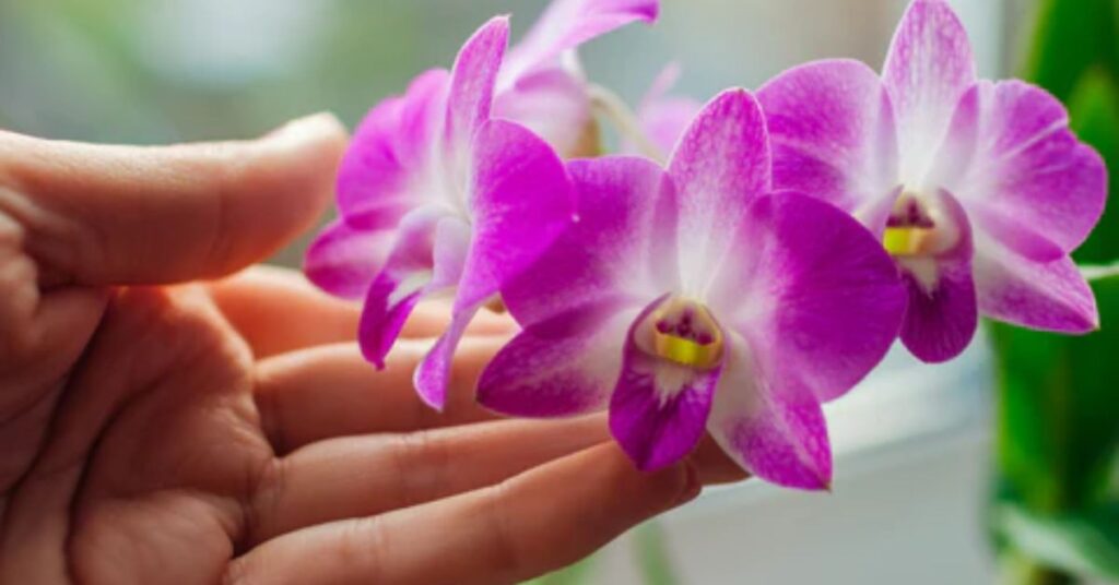 Orchid flowers that mean sadness