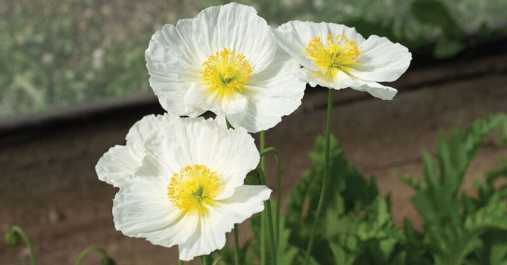 White Poppy that means sadness