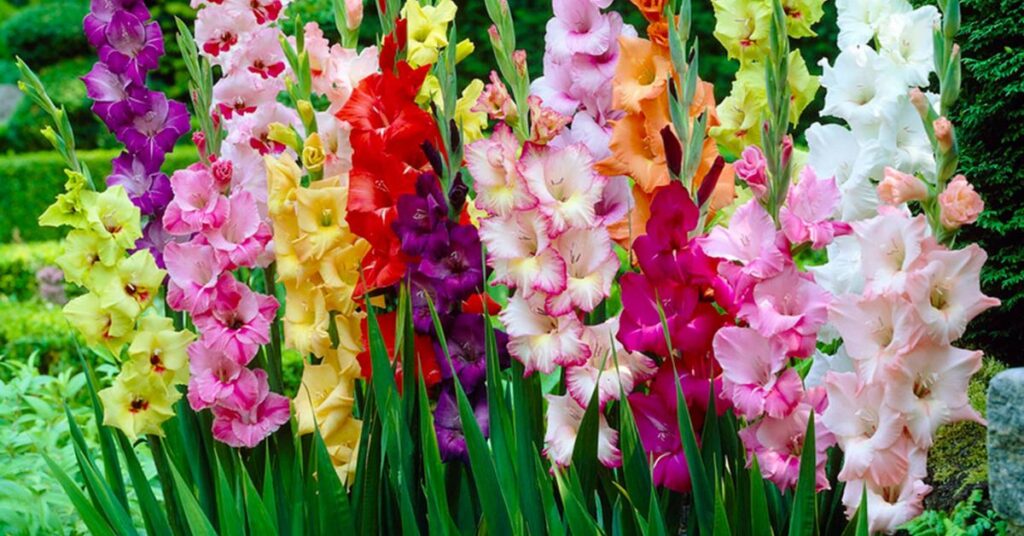 Gladiolus flowers that means sadness