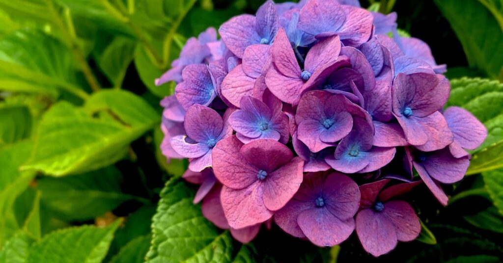 Hydrangea Flowers that mean sadness