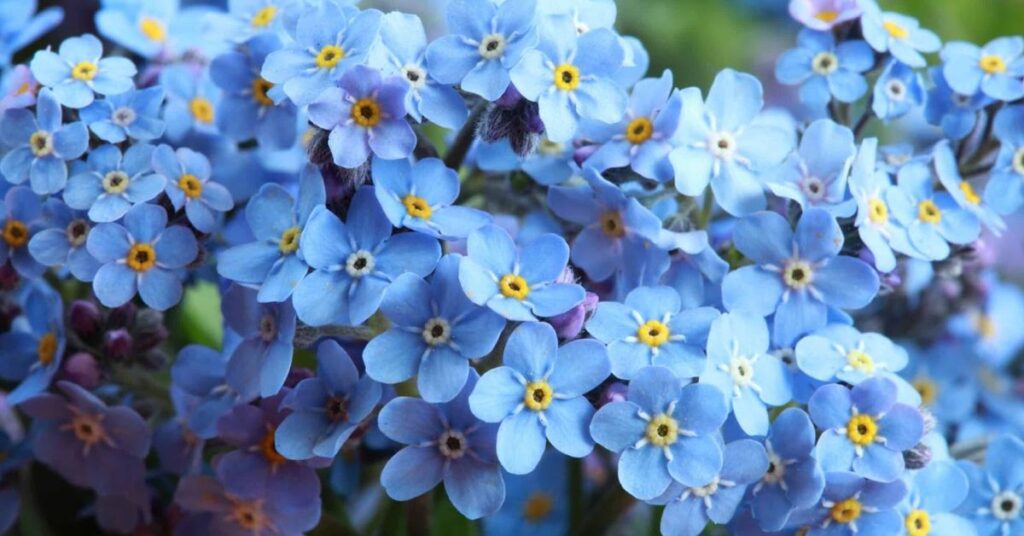 Forget-Me-Nots flowers that represent loyalty