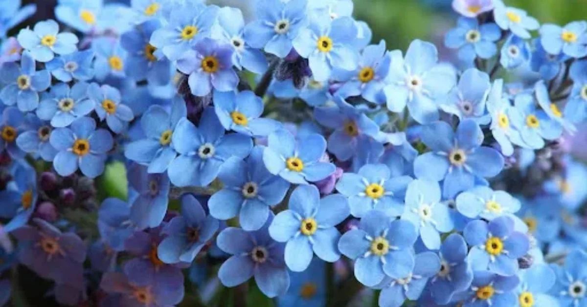 Forget-me-nots Flower of hope