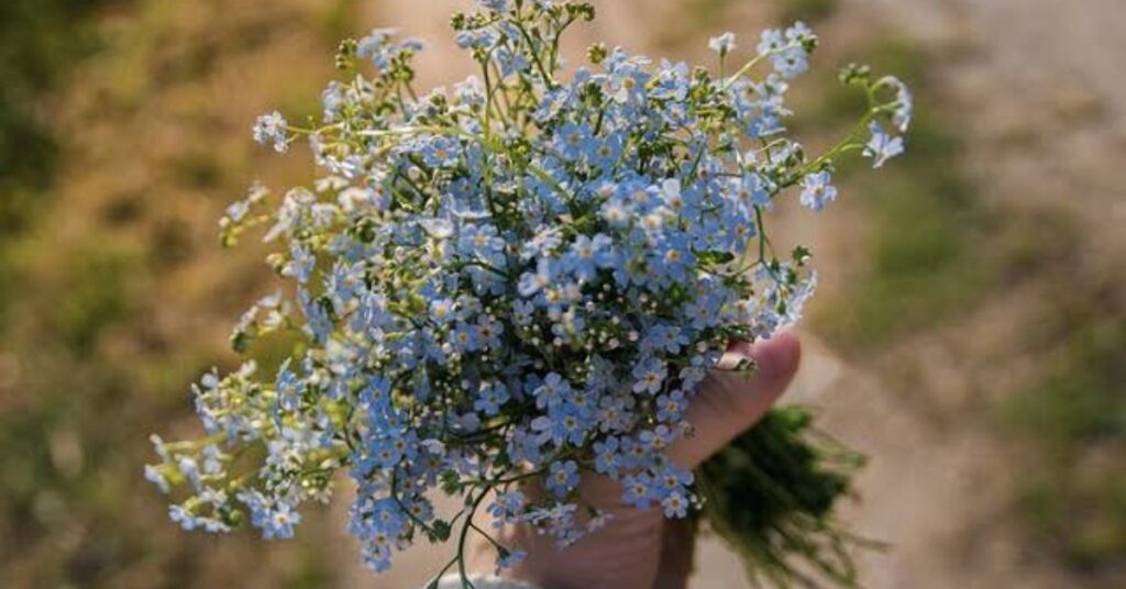 Forgot-Me-Nots